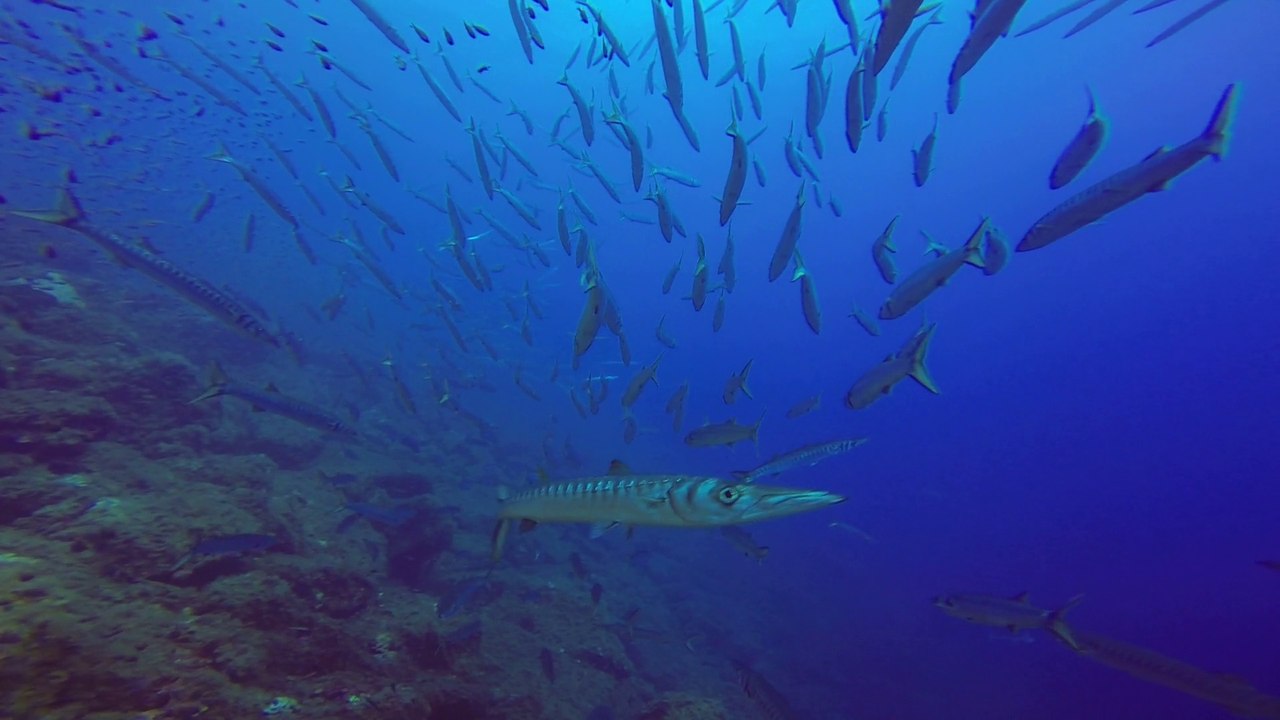 barracudas la Gabinière Port-cros