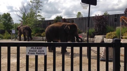 Bu fil smaç basıyor!