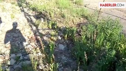 Ördeklerin İntikamı Acı Oldu