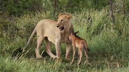 amitié entre animaux