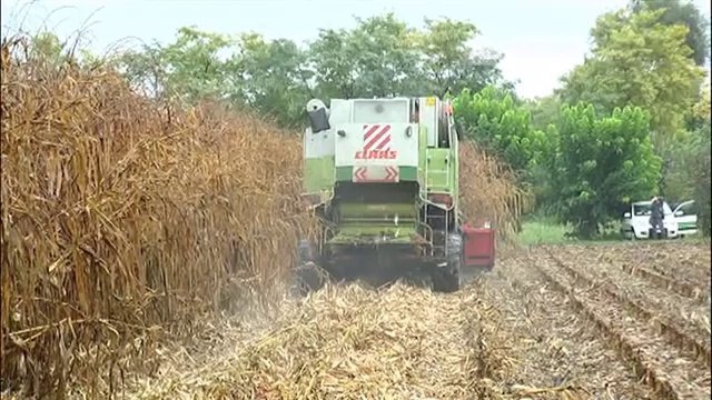 TROPPA PIOGGIA, RACCOLTI DI MAIS A RISCHIO