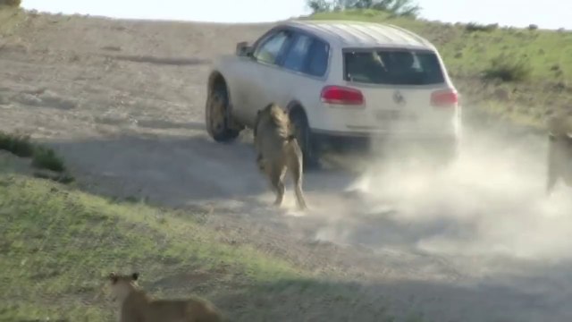 Funny Animal attacks on Humans - Lions Attack a Car