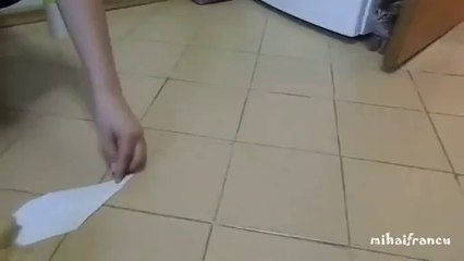 Un chaton et un poussin s'amusent ensemble