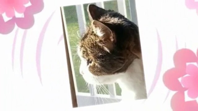 RenAvast - Healthy Supplement To Keep Your Cat Healthy Forever