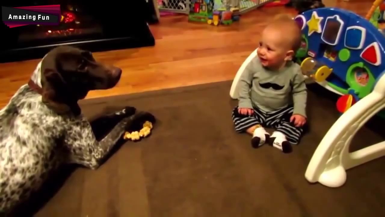 Babies Laughing At Dogs Compilation HD 2014
