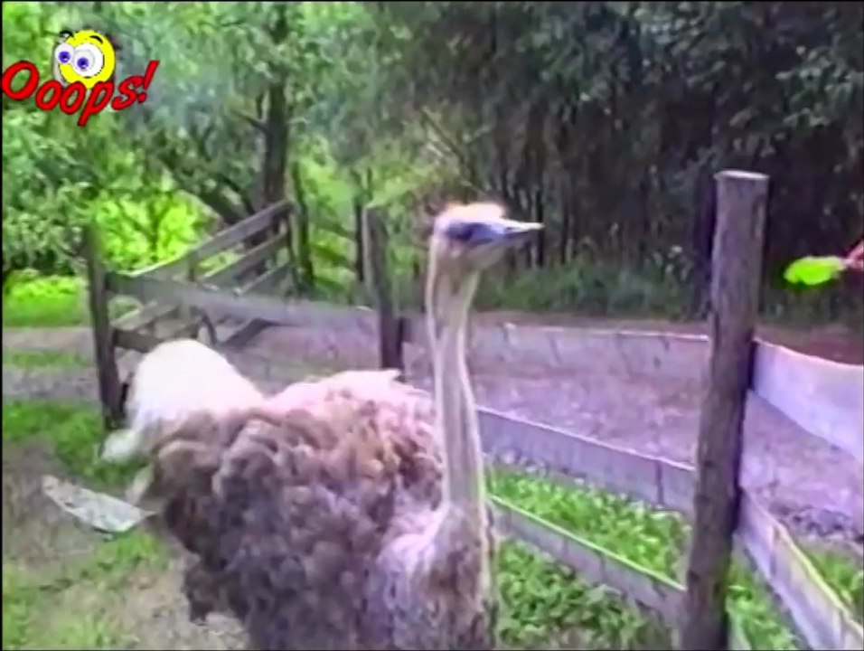 Funny Animals _ Funny Animal Attacks