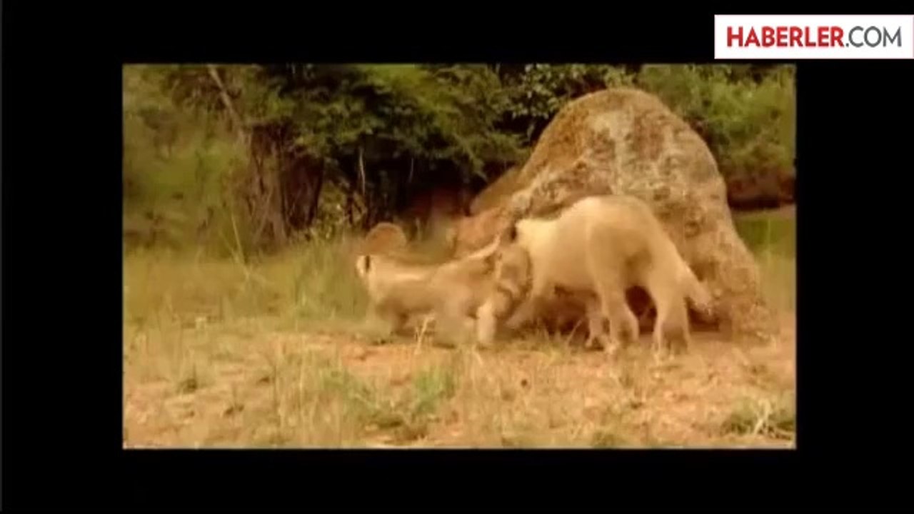 Kedi Familyasının Çiftleşme Süreci Dailymotion Video