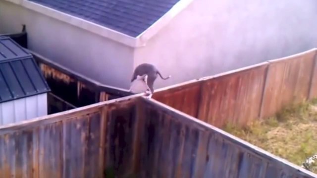 New Funny Animal Epic Fail Compilation Video October 2014 _ Funniest _ Most viewed Cat Video Ever
