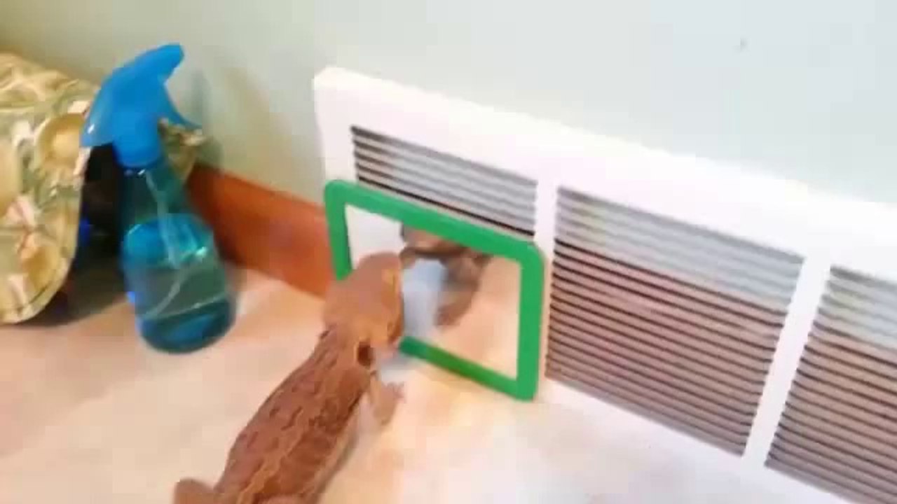Very Funny Animals 2014