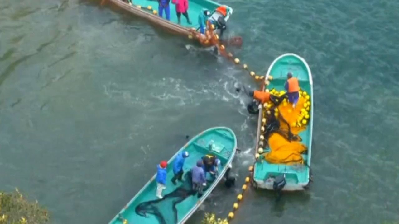 Taiji 'cove' dolphin hunt: 5 horrible facts
