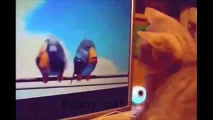 Funny Cat Videos Compilation Funny Cats Video Funny Animals Funny Fails 2014 Funny Videos 2014