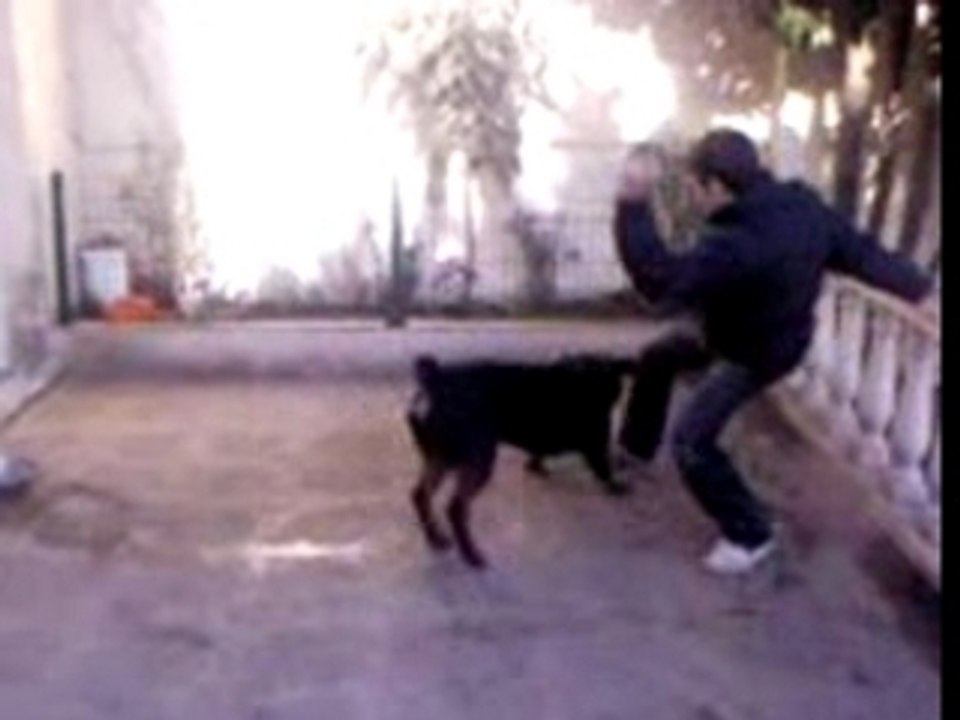 DUMAN  rottweiler acrobate