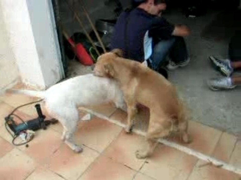 bull terrier VS red nose