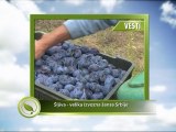 Vesti - Šljiva je velika izvozna šansa Srbije_365_13.09.2014.