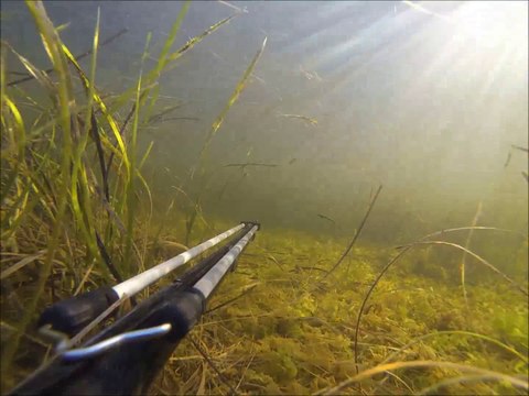 chasse sous marine étang, septembre 2014, loup et mulet, de David Nunez.