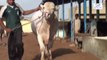 Daar Cattle dairy Farm Karachi JNN Mandi