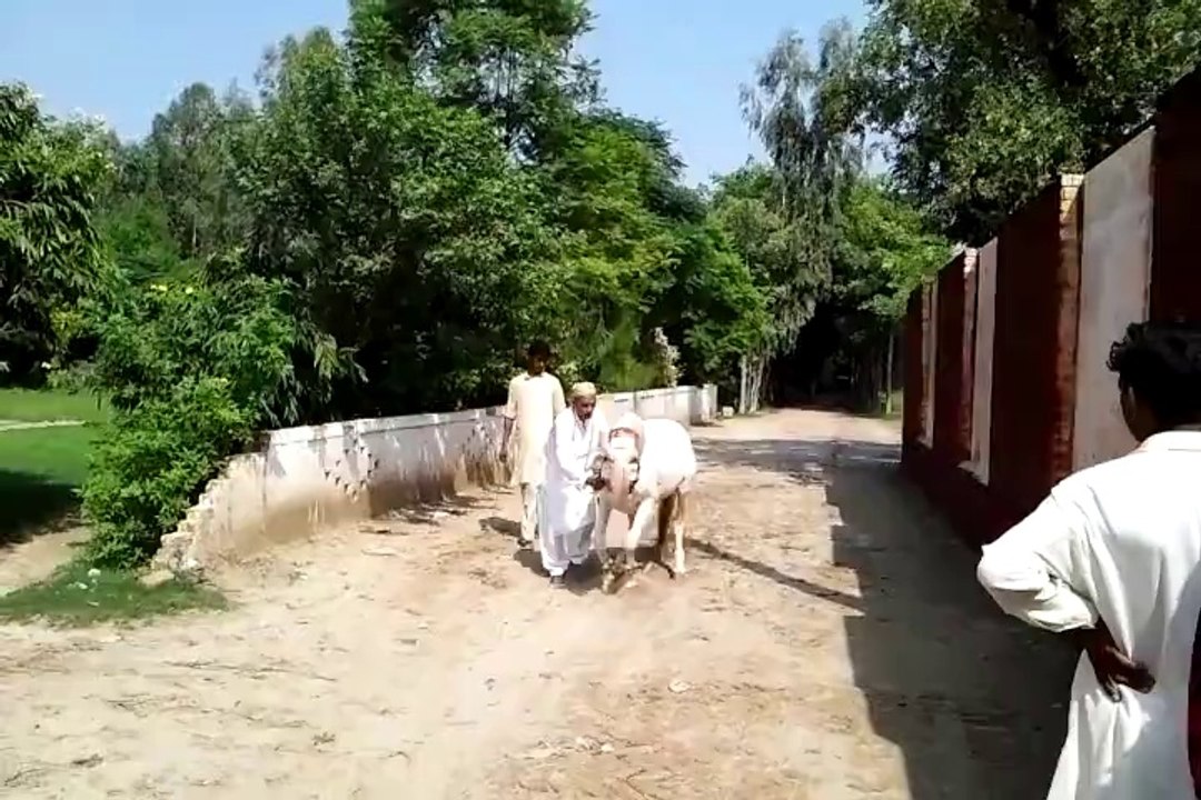 Horse Dance