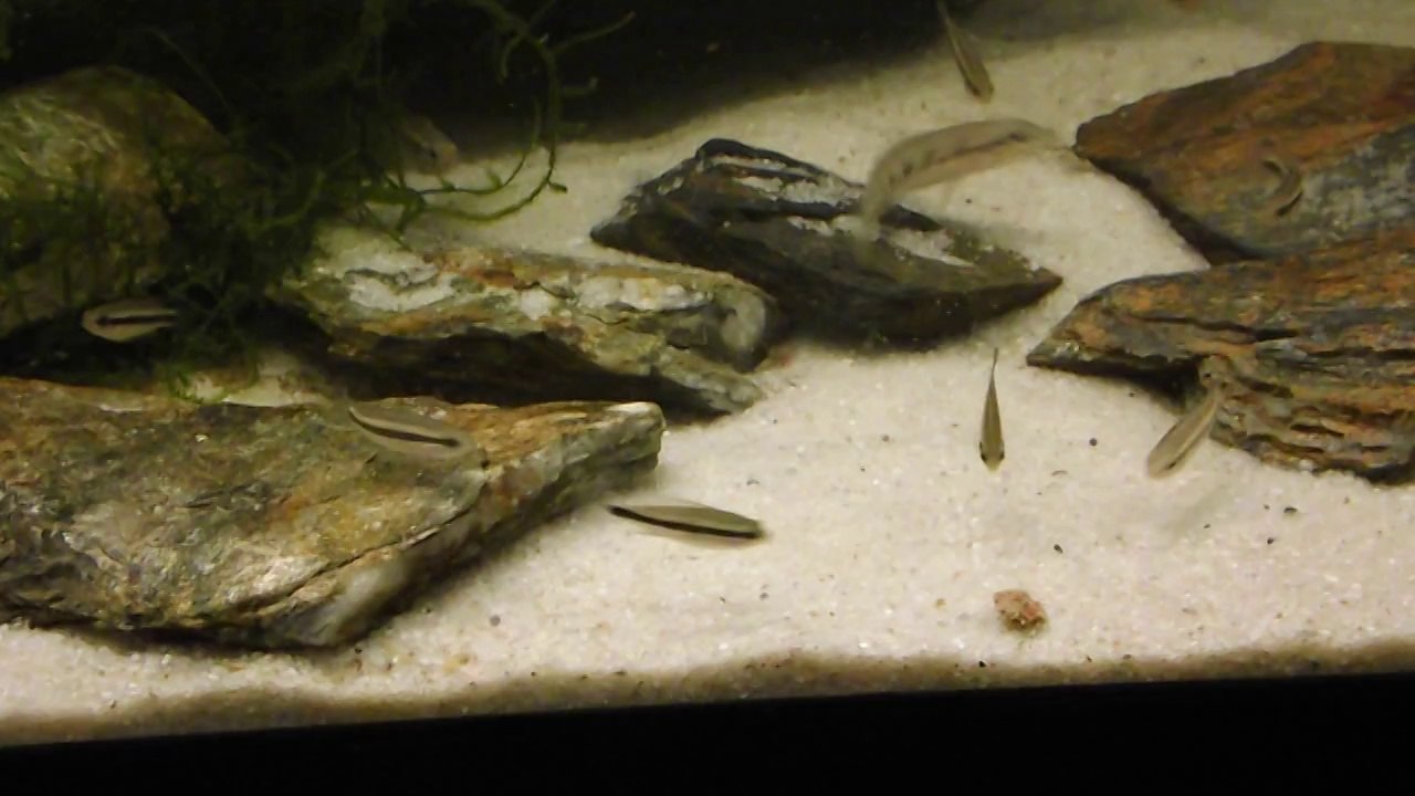 Repas Teleocichla