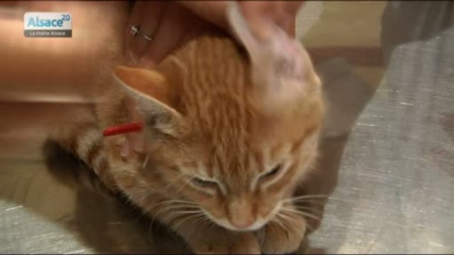 Animaux...les antibiotiques, c'est pas automatique non plus!