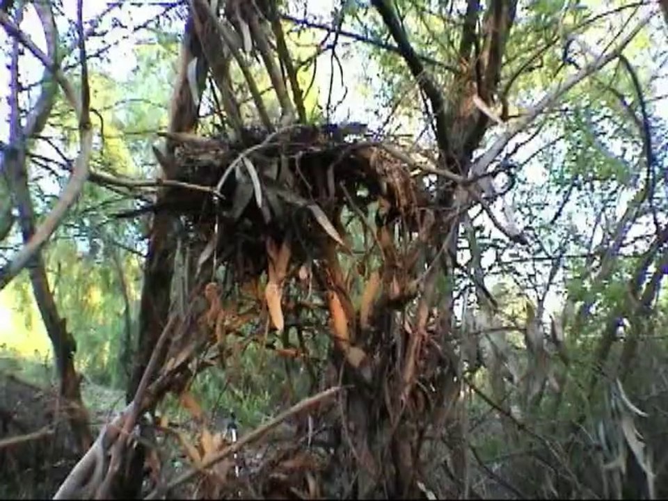 THX THEATRICAL COMMERCIAL - DIRECTED BY RENNIE COWAN