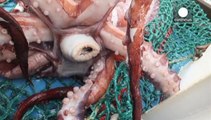 En Nueva Zelanda estudian un calamar gigante