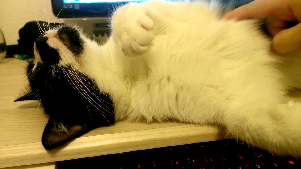 Kitty