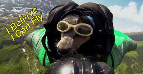 When Dogs Fly. This Dog Can Skydive.