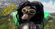 When Dogs Fly. This Dog Can Skydive.