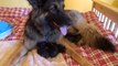 German Shepherd adopts Orphan Kittens