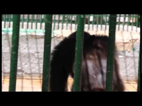 regardez le singe qui danse le mbalakh pour avoir à manger