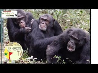 Promenade au Parc de Hann : Le Chimpanzé "Golo"