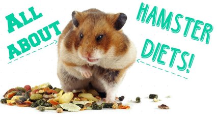 ALL ABOUT HAMSTER DIETS