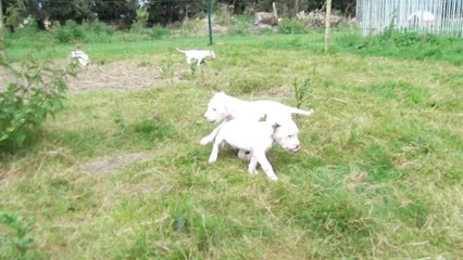 La sortie des chiots