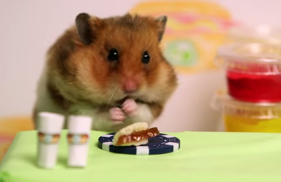 Ce hamster bat un homme à un concours de mangeurs de hot dog