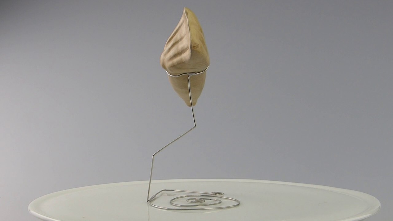 Inzisivi brevis - ars longa