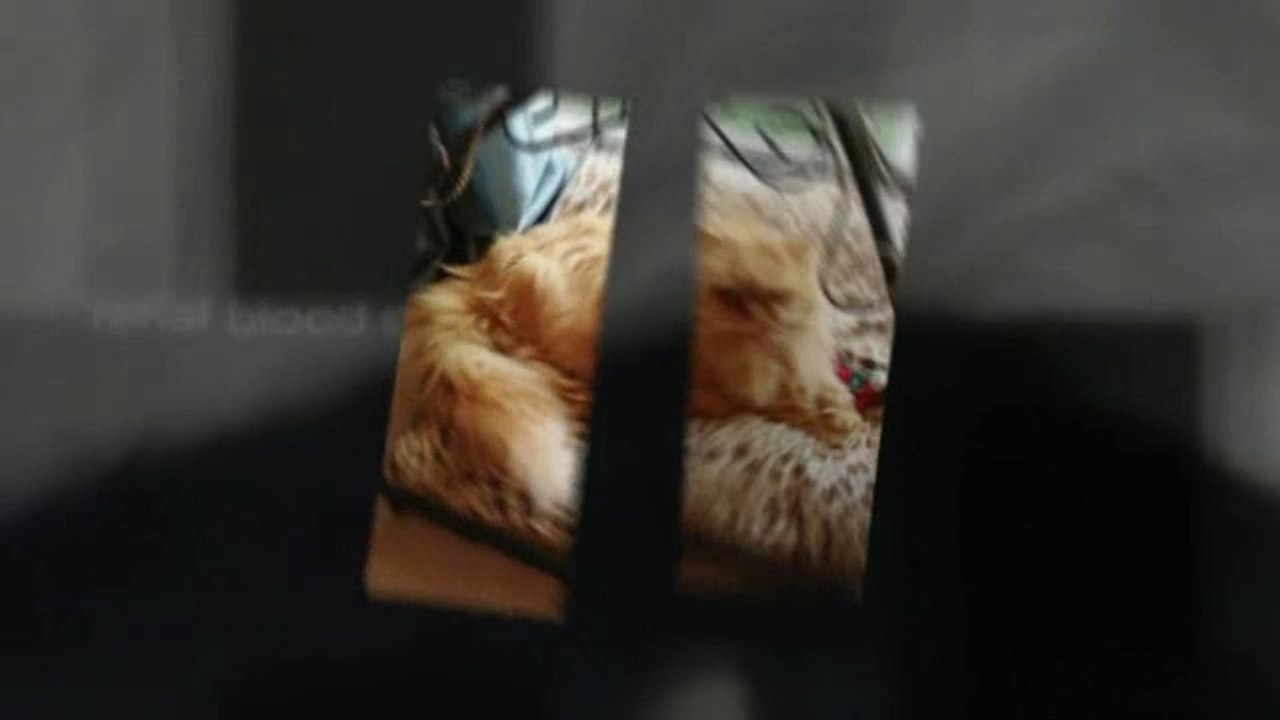 RenAvast Kidney Support For Cats