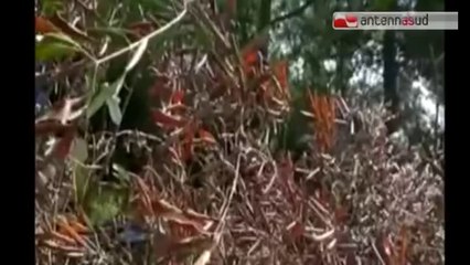 TGSRV17set_xylella_piano_mipaaf.mp4 TG 17.09.14