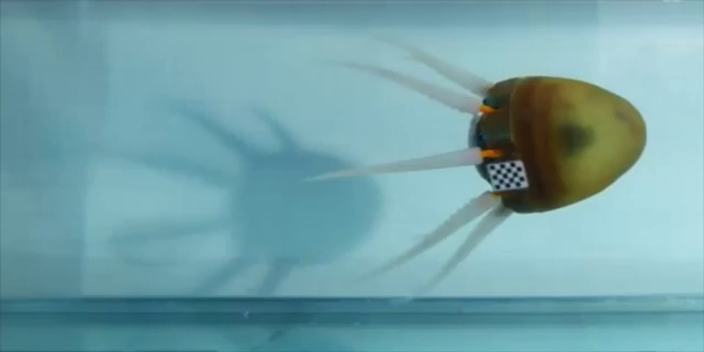Octobot uses webbed arms to swim faster