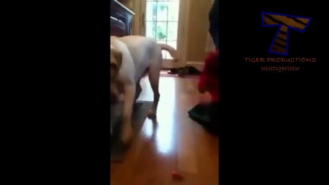 Cute Pets scared of bugs - Hilarious cats and dogs compilation