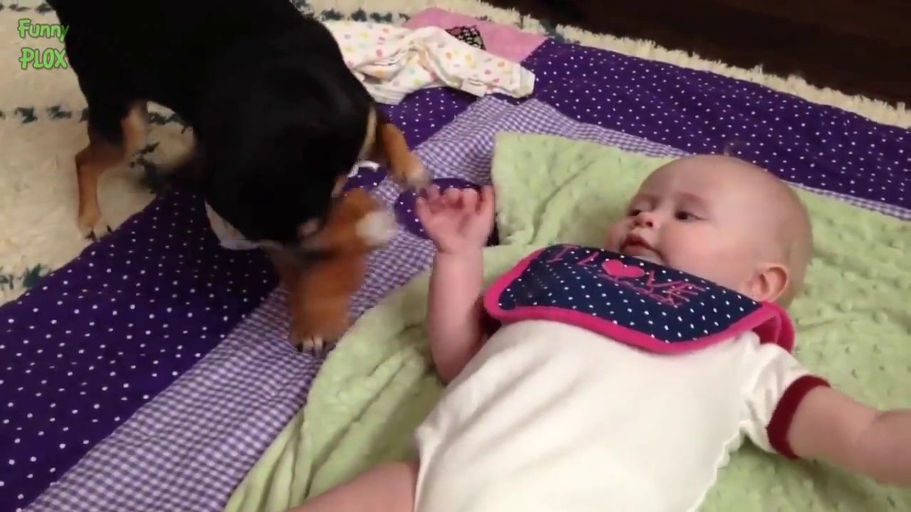 Des bébés qui jouent avec des chiens adorables : compilation hilarante!