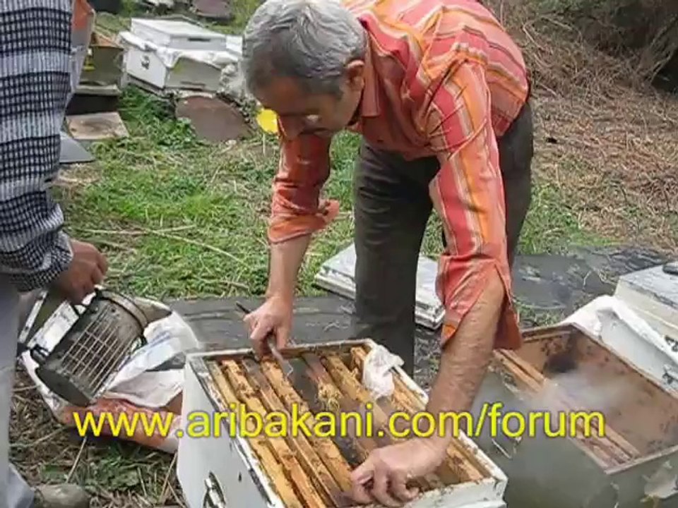 Arı Bölme