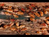 Termite Control And Pest Control Company In Ahmedabad | Pest o zone