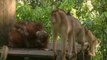 Little baby orangutans get scared