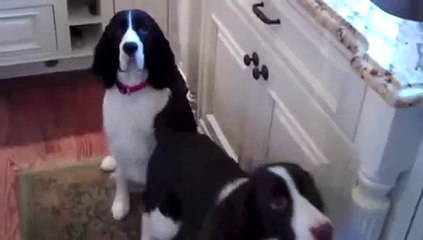 Dogs Very Excited At Feeding Time - Funny Animals