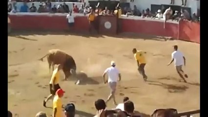 Don't Mess With The Bull - Funny Animals