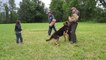 German Shepherd Guard Dog Practices Protecting Five Year Old - Funny Animals