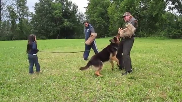 German Shepherd Guard Dog Practices Protecting Five Year Old - Funny Animals