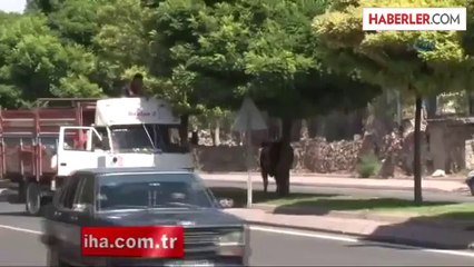 Bunu Yapan İnsan Olamaz