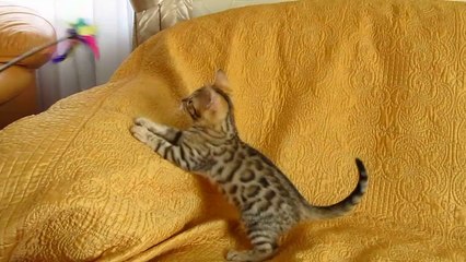 Бенгальский котенок №2