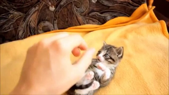 Tickling a Feisty Cat - Funny Animals